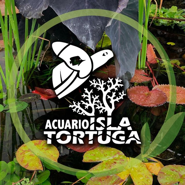 Acuario Isla Tortuga