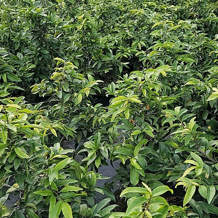 Cây Cảnh Miền Nam