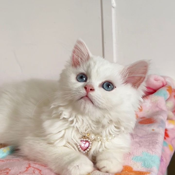 Pearl ๐ซง๐๐ฆข