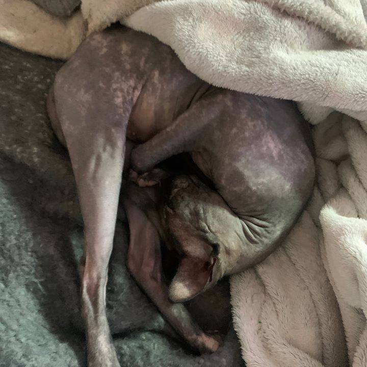 Sphynx Family