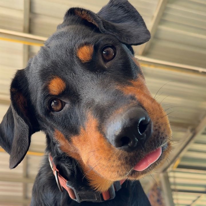 อุ๊อิ วัวอารมณ์ดี