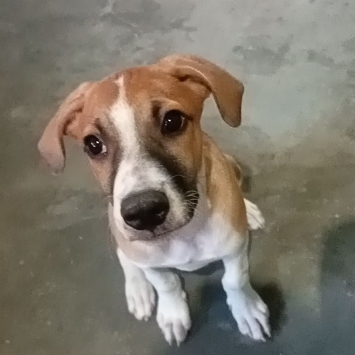vida de pet