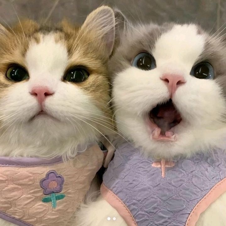 Puffiepaws