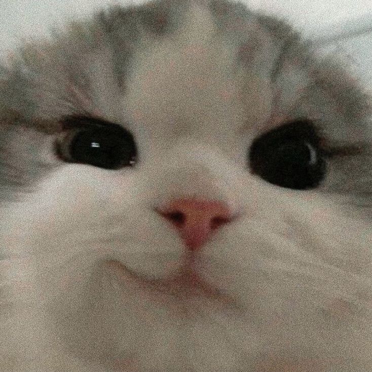 ain.