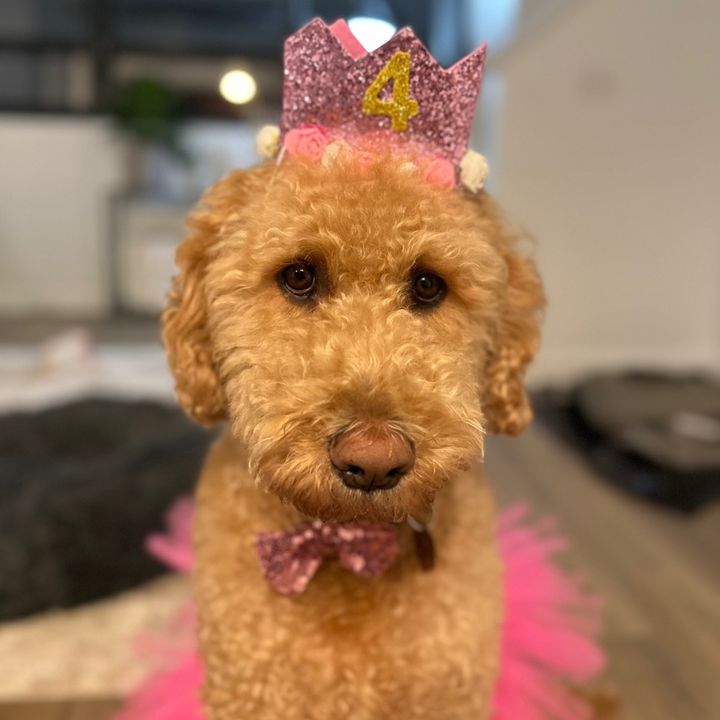 momo.the.doodle