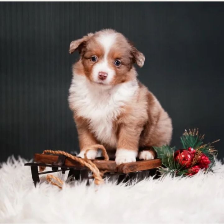 rollietheaussie