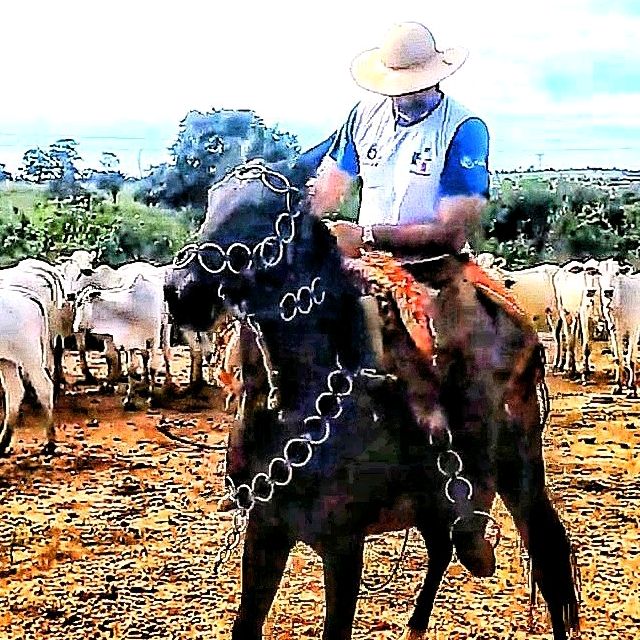Marcelo