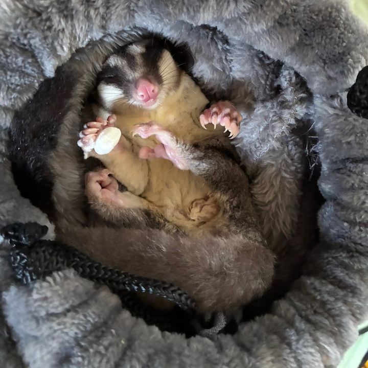 名もなき™️🐾🐾