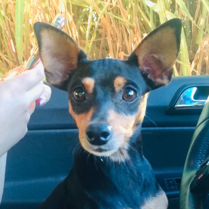 Ajudarei todos os animais 🥺