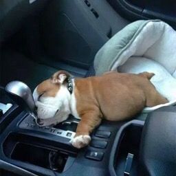 pets_99966