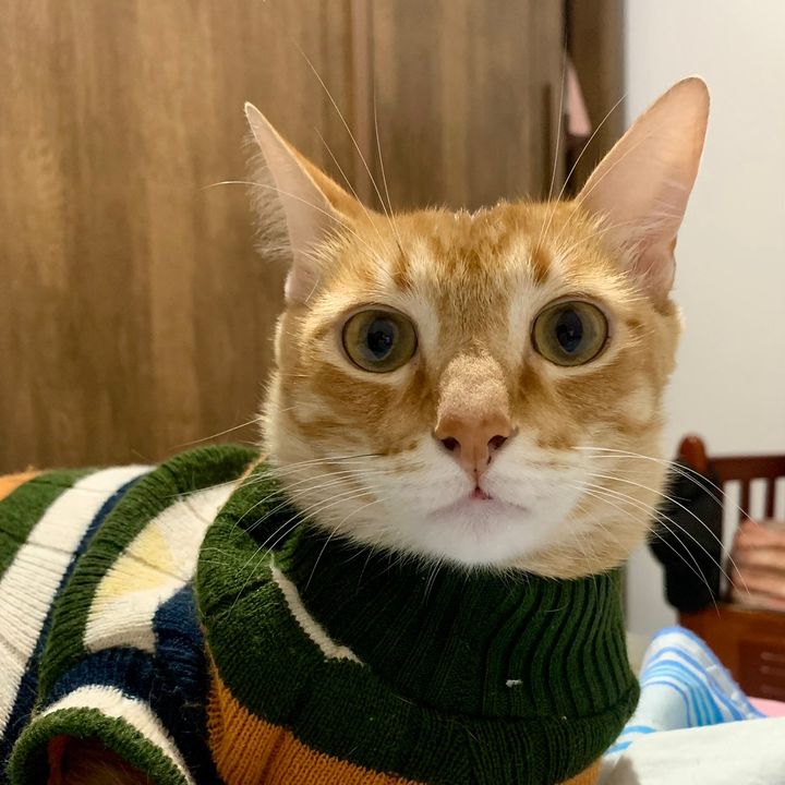 jaiminho 🧡