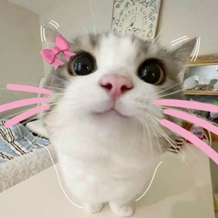 𝕄ặ𝕔 𝕏𝕚𝕟𝕙 𝕄ỗ𝕚 ℕ𝕘à𝕪