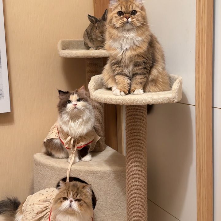 EMMA, MAEMOON DAN IPEH