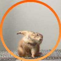 Warmhouse Chiangrai 🐾🧡