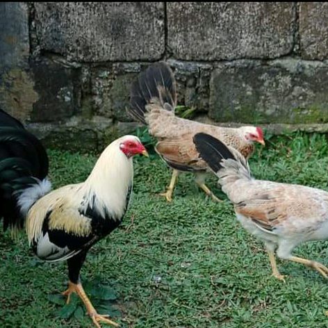Jalalali GF🐓