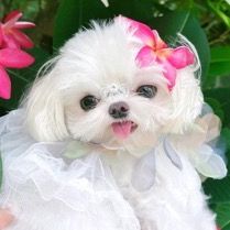 pets_004.com