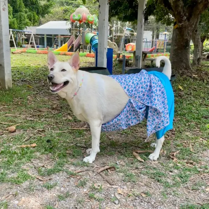 โกโก้น้อย