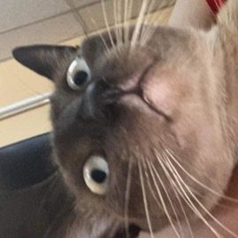 อาเดนโย่