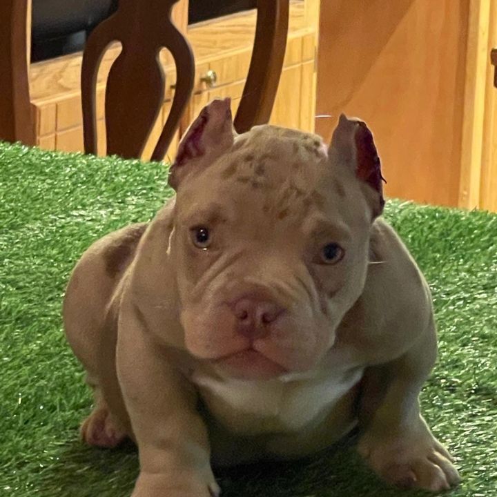 Bully.trouble