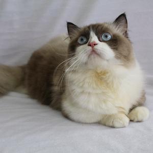 KUCING MILKY