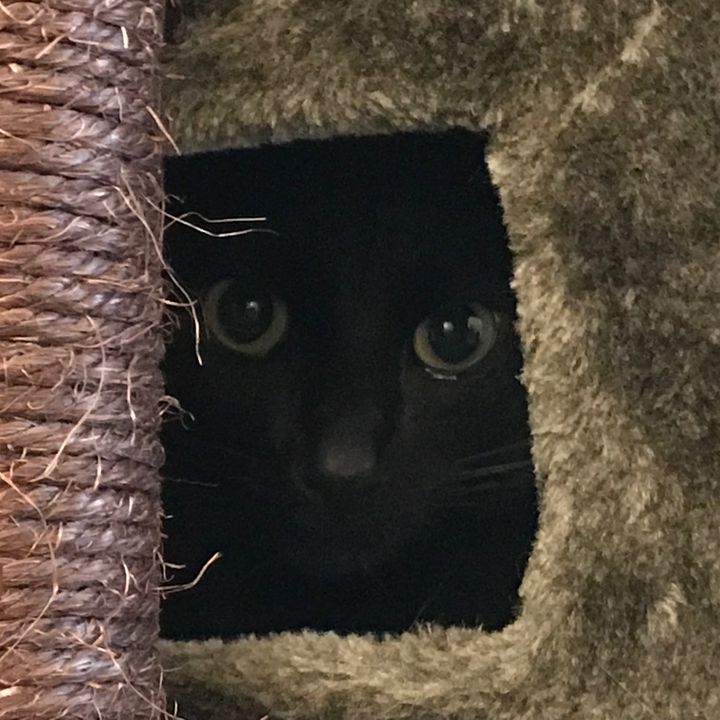 Cocoa Cat