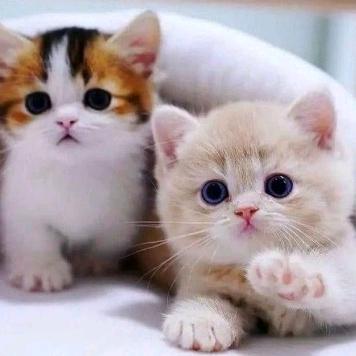 Mykucing