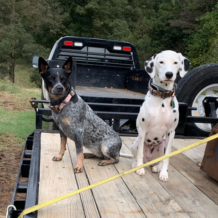 Mostly dogs