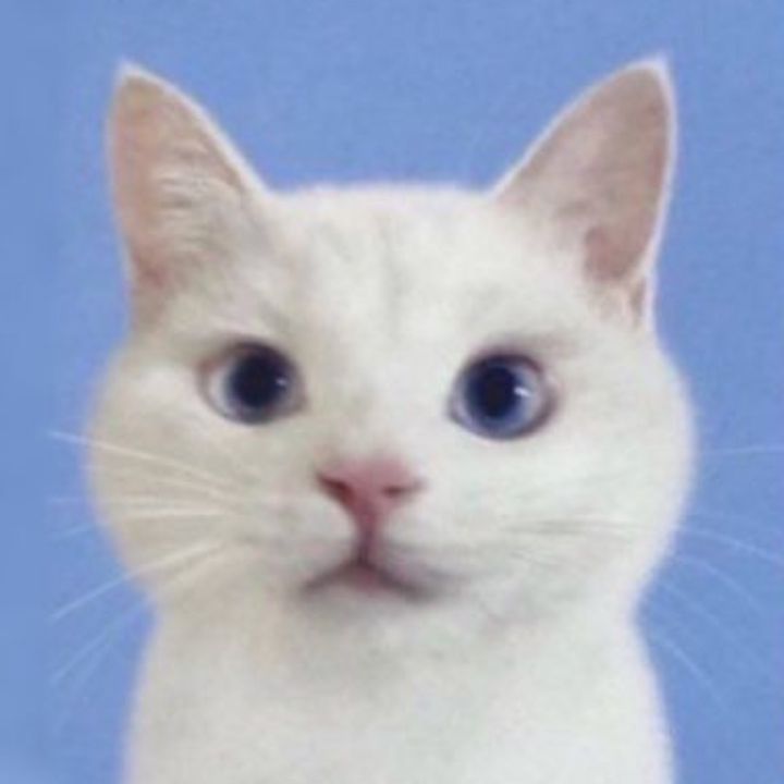 寧音(ネネ)🪻