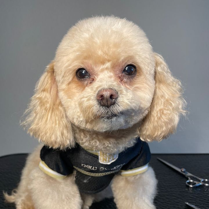 Dallas Dog Groomer
