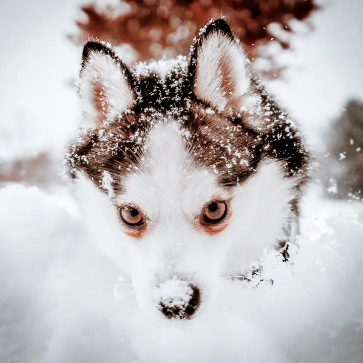 Winter Pomsky