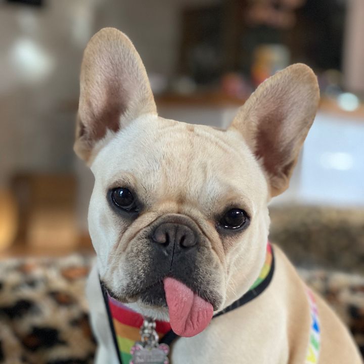 ruthie the french bulldog