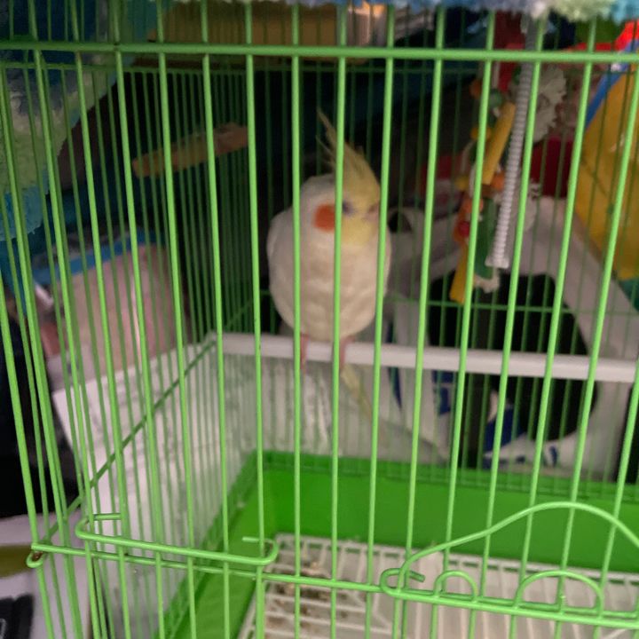 Jenalin