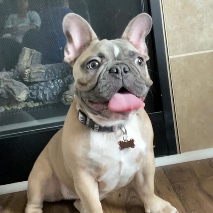 SashaTheFrenchie