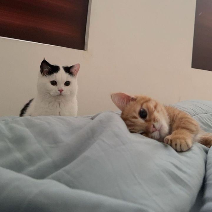 Mama, yiba & capi 🐮