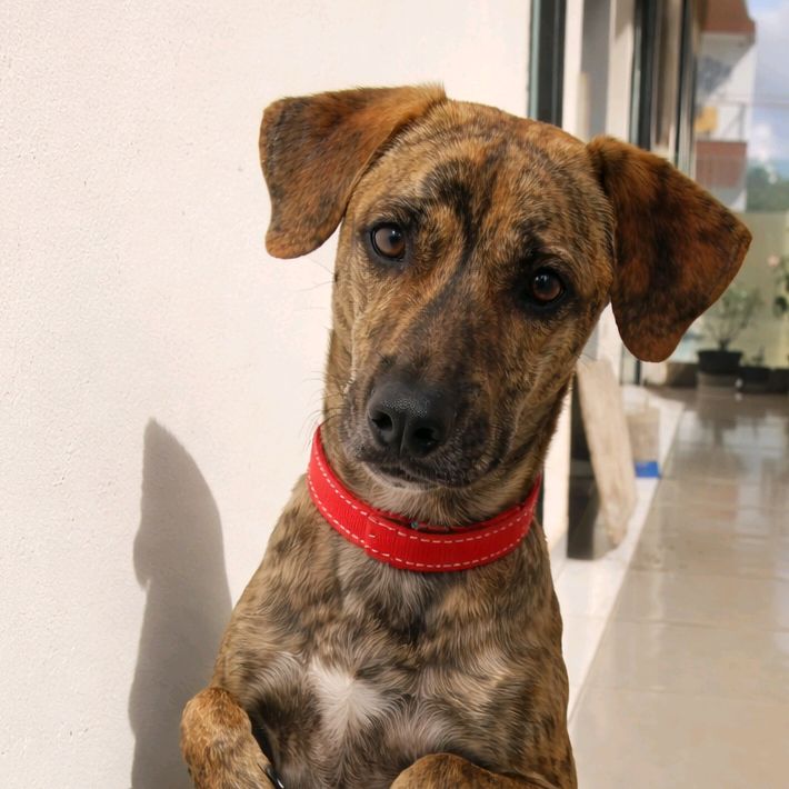 Teté dançarina 🐶