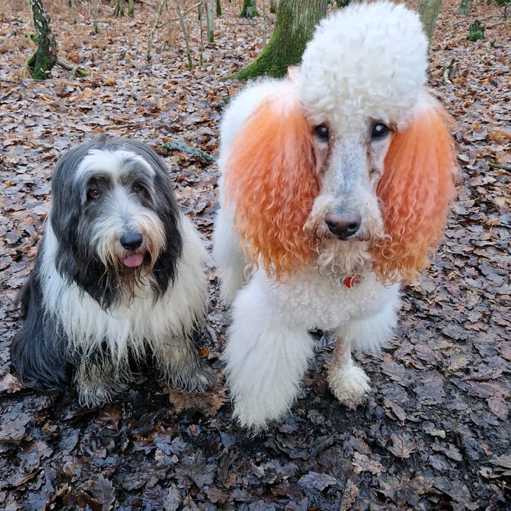 Hair n Houndz