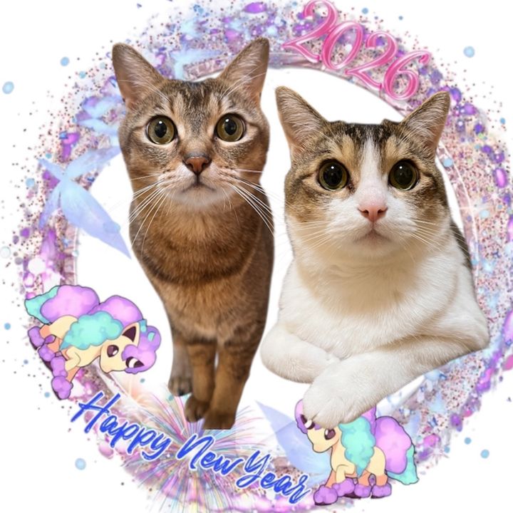 🐈りきちゃん😻そらちゃん🐱💖💖