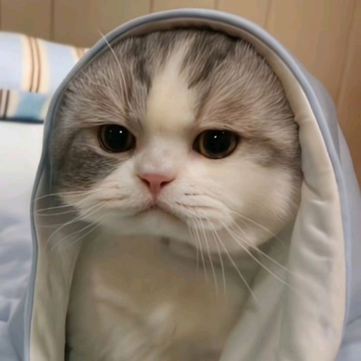 Kênh Của Thảo Min