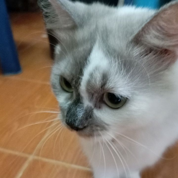 ต้องรัก สี่ขาผู้น่ารัก