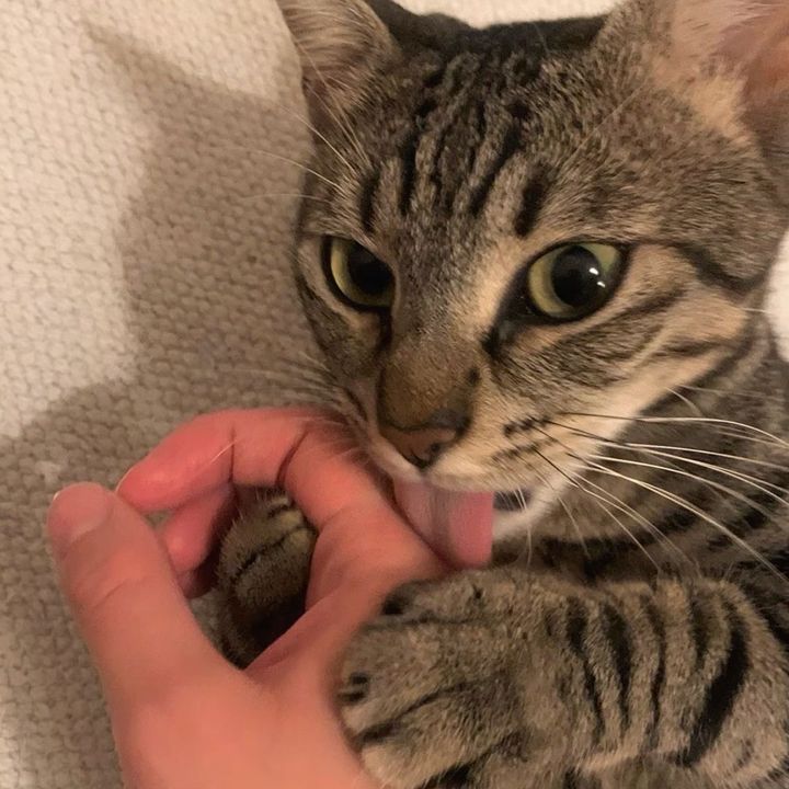 honeymoemyat0
