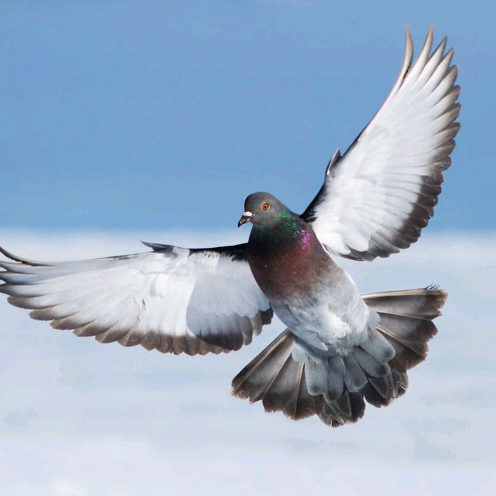 birds beauty