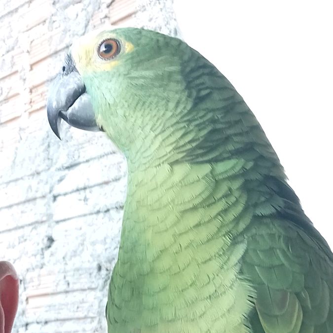 apolovendas