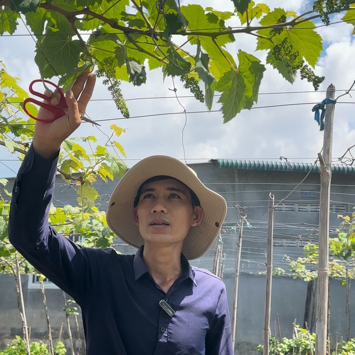 Nho giống Minh Hoàng