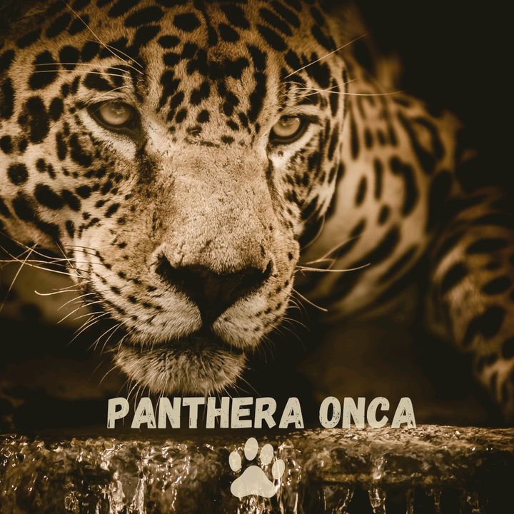 Panthera Onca 🐆