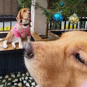 Bokki 🦮 & Bossam 🐶