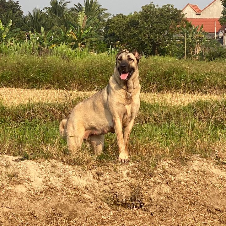 Kangal & Alabai VIETNAM
