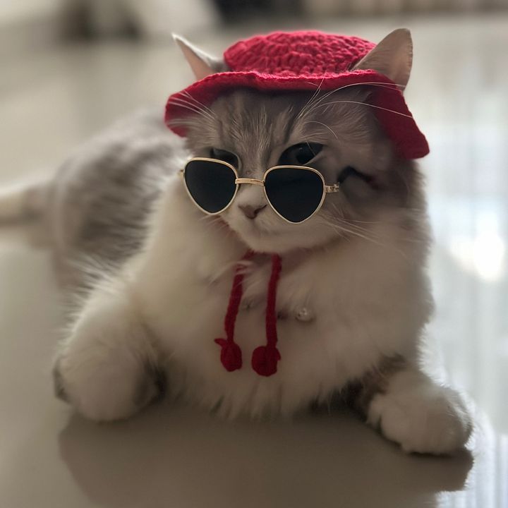 kucingkitasantai