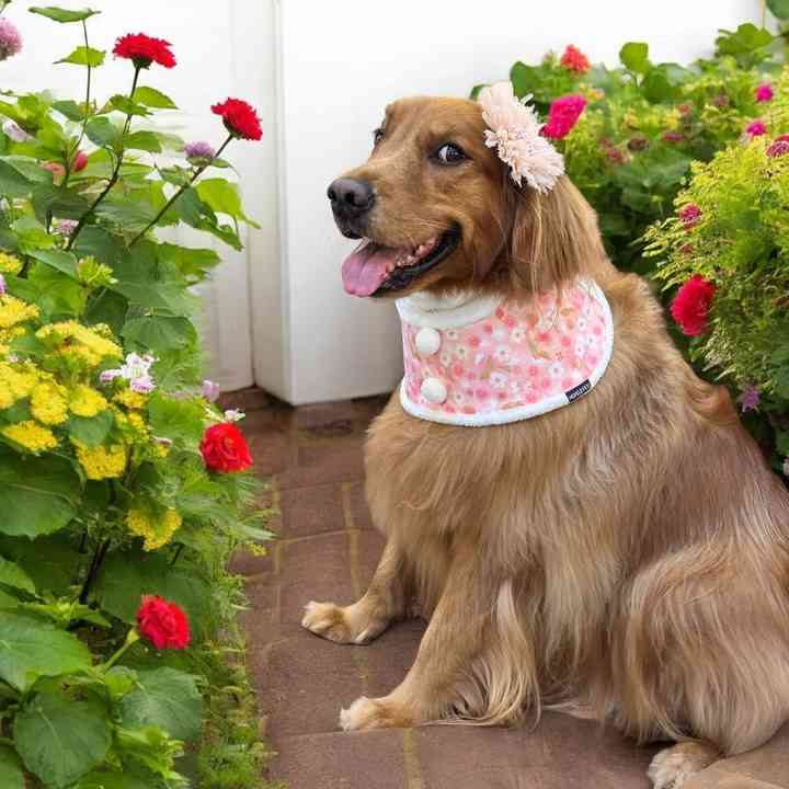 Woolygolden