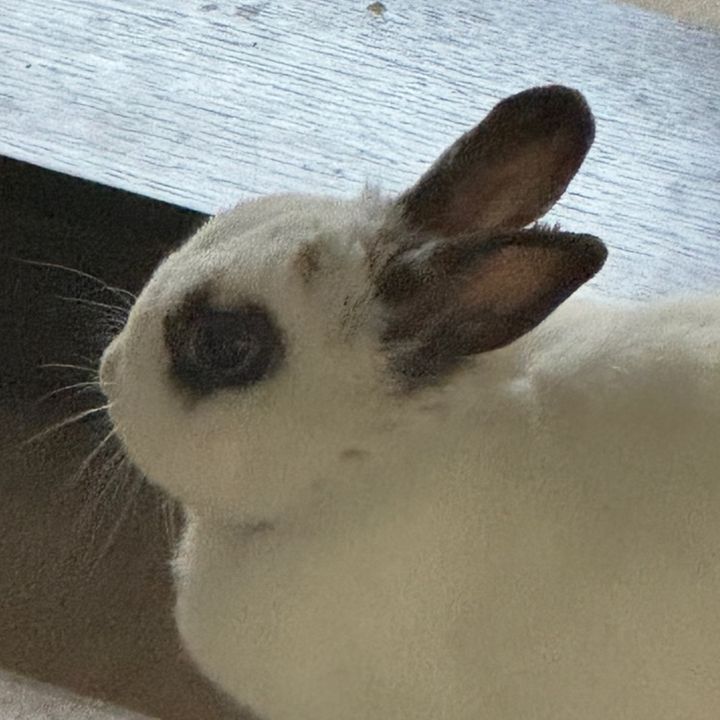 BunnyShop