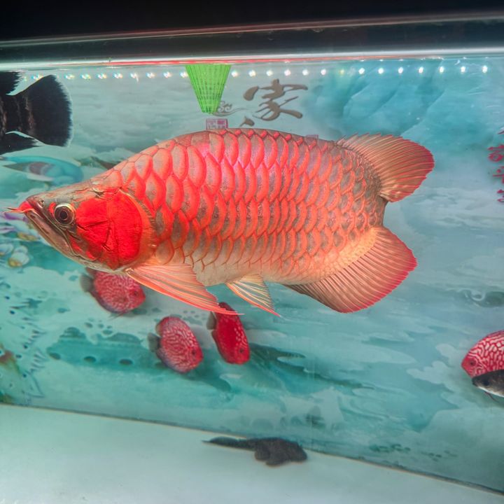 Buongtatca